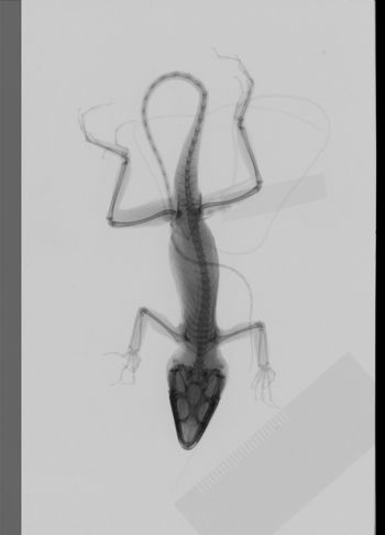 Media type: image;   Herpetology R-189326